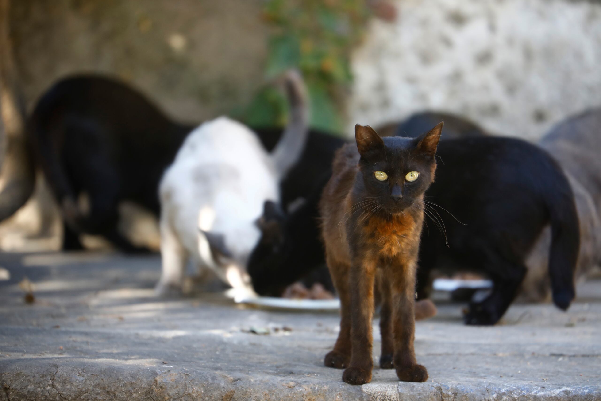 En Vietnam está permitido el consumo de carne de perro y gato, siempre que los vendedores respeten la normativa sanitaria y puedan probar el origen del animal.