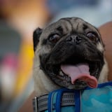 Condado Pet Park reabre para la comunidad