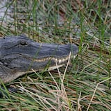 Caimanes juegan un papel clave en la restauración de los Everglades de Florida 