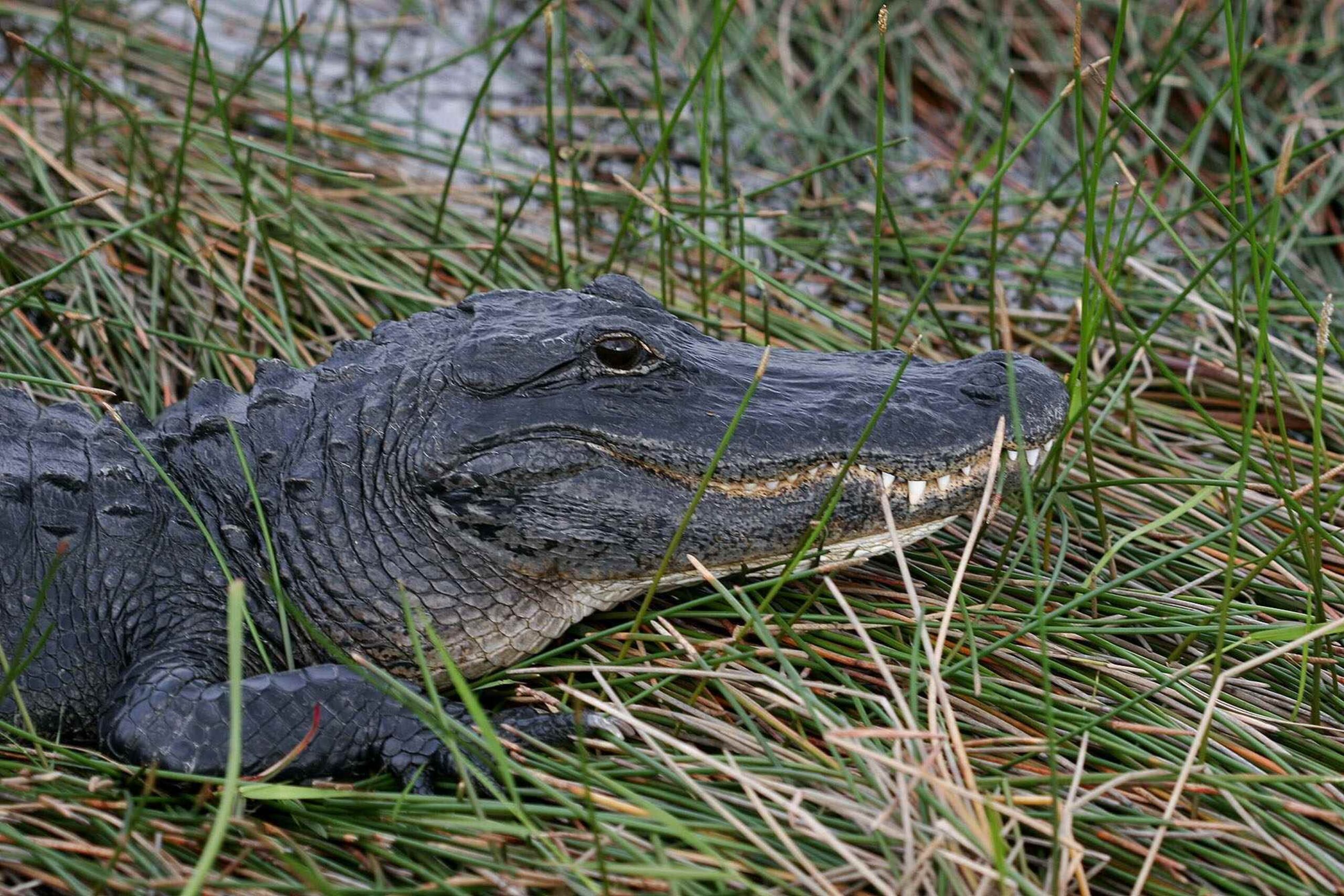 Un caimán tomando el sol junto a las aguas pantanosas del Parque Nacional de los Everglades, en Florida. Los caimanes prefieren los climas cálidos como el de Florida. (EFE)