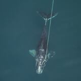 Ballenas francas del Atlántico son cada vez más pequeñas