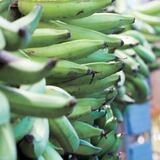 A comer y disfrutar en el Festival Nacional del Plátano en Corozal