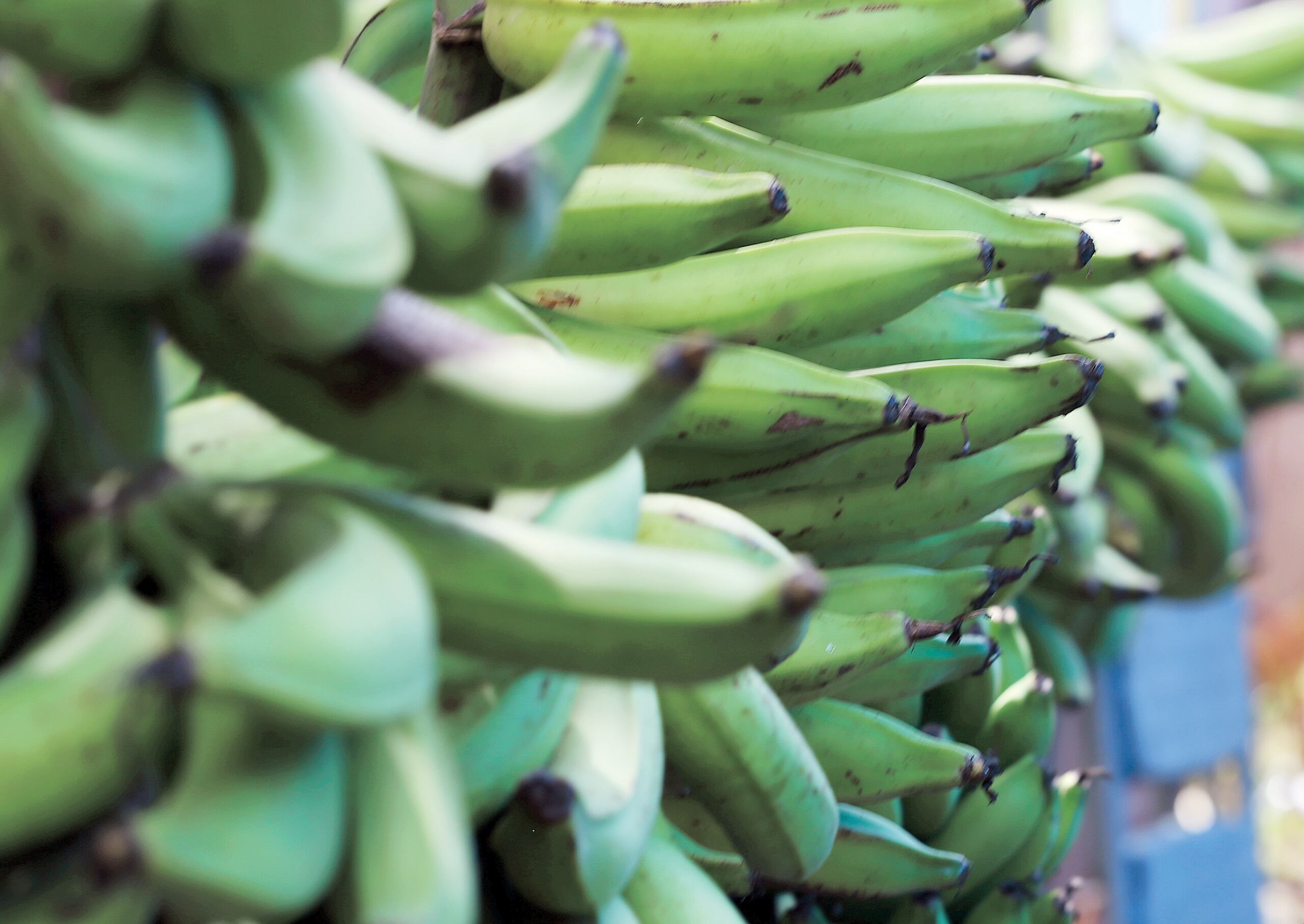 PRoduce lidera una iniciativa con empresas sociales y comerciantes boricuas para comprar la mayor cantidad de plátanos posible durante las próximas semanas y mitigar las pérdidas de los productores.