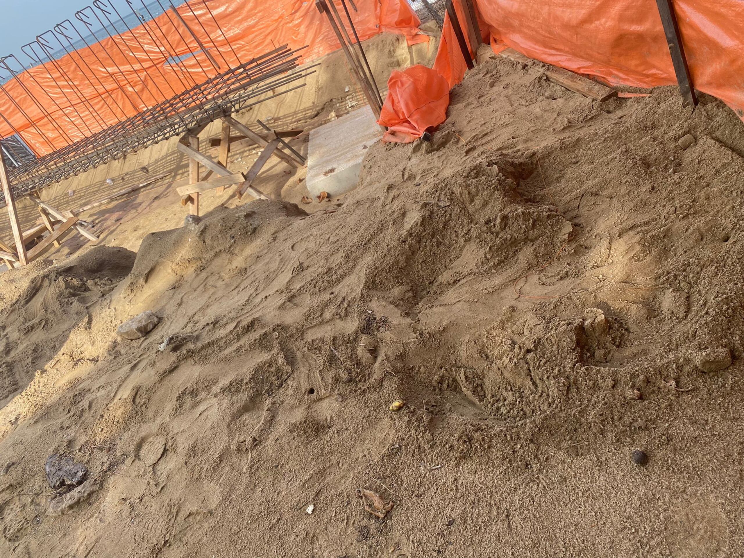 La tortuga marina, luego de depositar los huevos en el interior de la construcción, quedó atrapada en las mallas de la verja de ciclon fence.