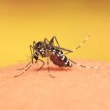 Oficial: A liberar millones de mosquitos infectados en Puerto Rico