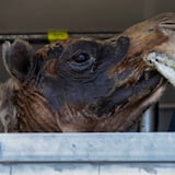 Varios animales sacados del Zoológico de Mayagüez fueron designados a Denver