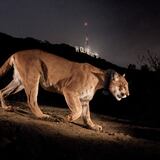 Muerte de un icónico puma de Estados Unidos llama a dar espacio a la vida silvestre 