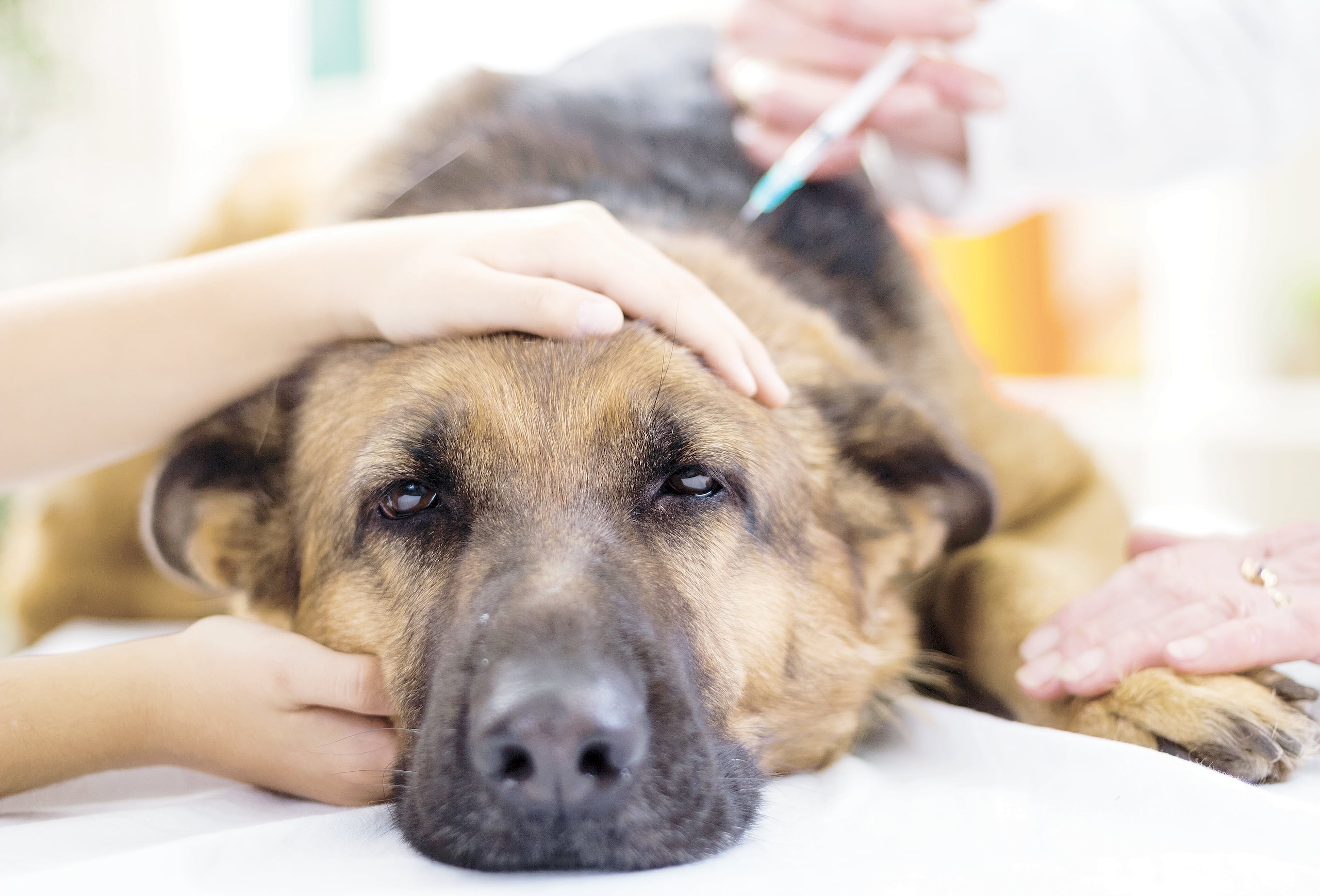 El rol del médico veterinario es crucial en cuanto al manejo y control de enfermedades zoonóticas.