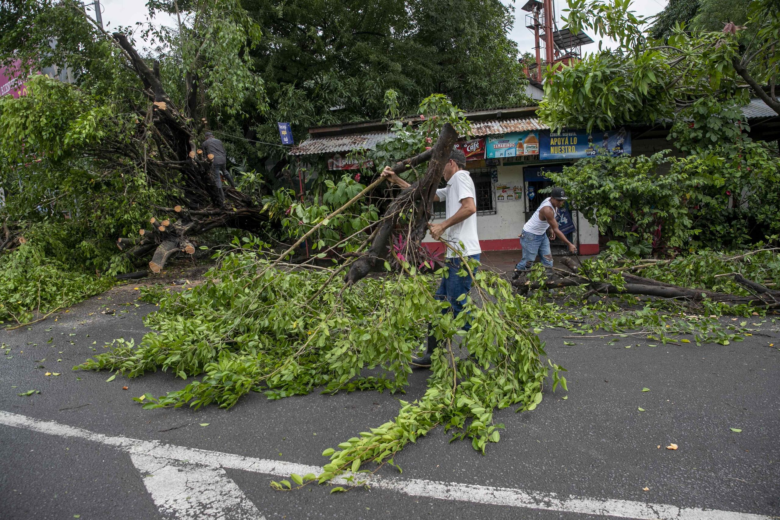 Personas retiran hoy unos arboles caídos tras el paso de la tormenta tropical Julia, en la ciudad de Bluefields, en Nicaragua. (EFE/Jorge Torres)