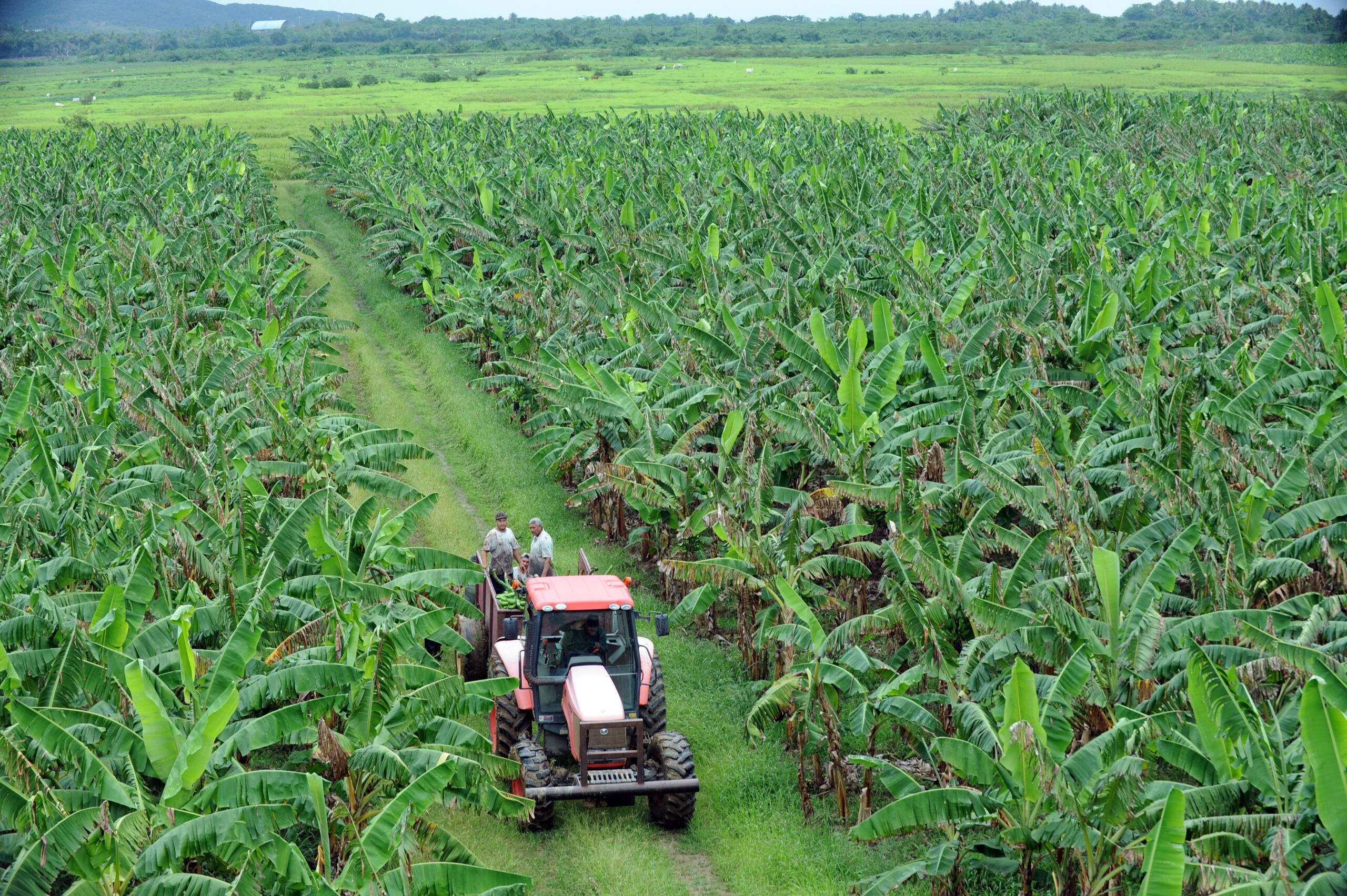 El USDA informó que en octubre del 2020 Puerto Rico recibió $2,336,486 para 11 empresas o productores agrícolas, como parte del Programa de Donativos de Valor Añadido.