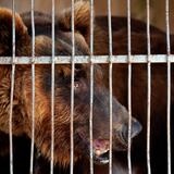 Líbano envía osos a EE.UU. para ser soltados en naturaleza 
