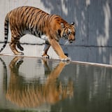 Trabajador de limpieza resulta gravemente herido por un tigre en zoológico de Florida 