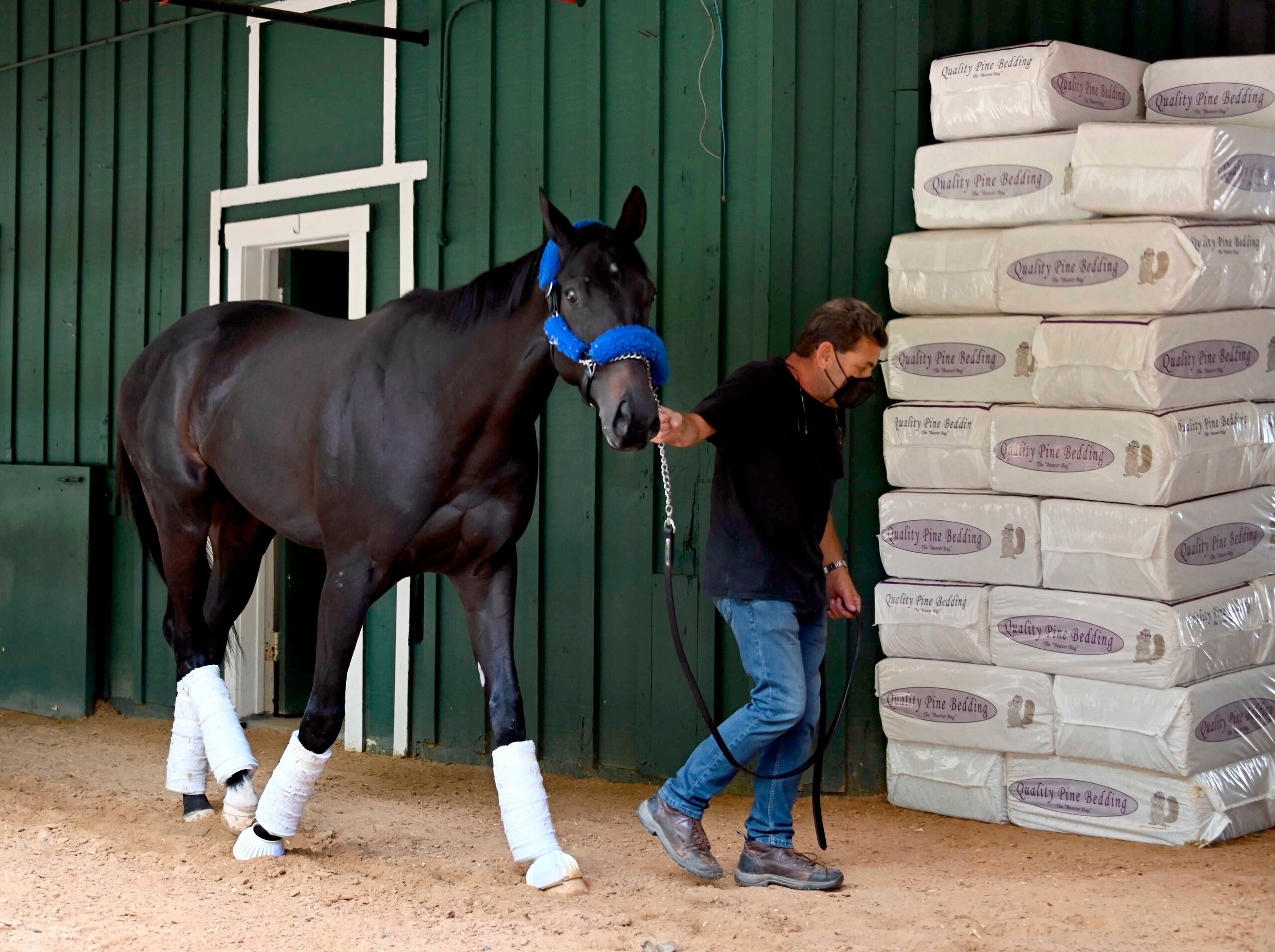 El campeón del Kentucky Derby, Medina Spirit, da una vuelta en el establo con el asistente de entrenador Jimmy Barnes tras llegar al Pimlico Race Course hoy lunes.