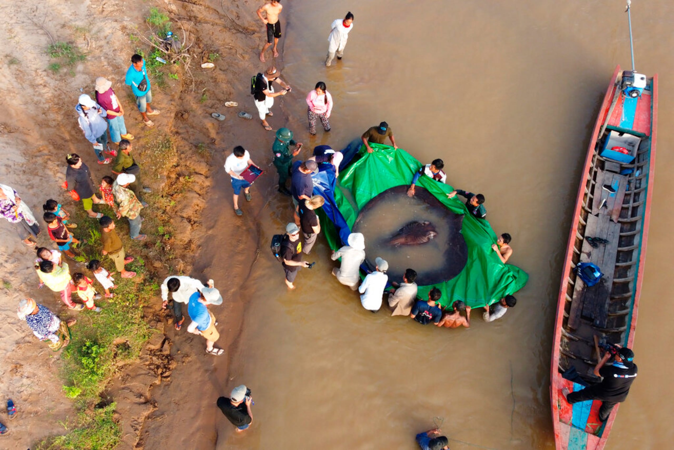 El pescador alertó a un equipo cercano de científicos del proyecto Maravillas del Mekong, que ha difundido su trabajo de conservación en las comunidades a lo largo del río.