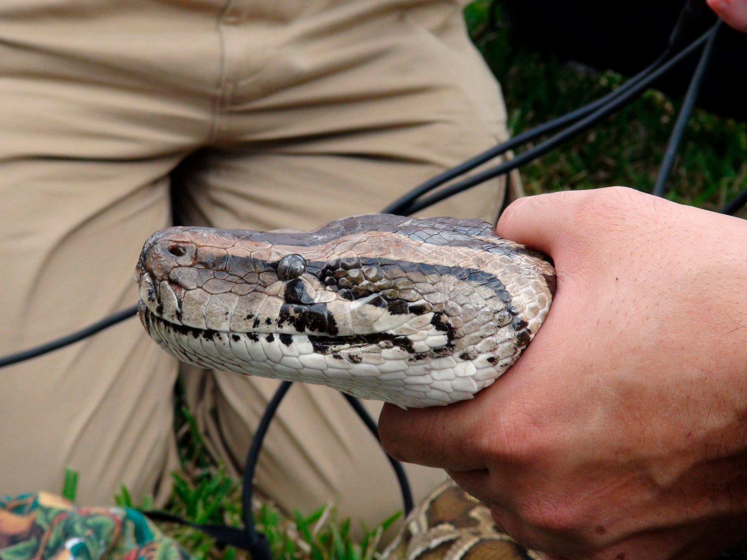 Imagen de una serpiente