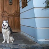 Muere Reina, la perra adoptada por la familia Rosselló