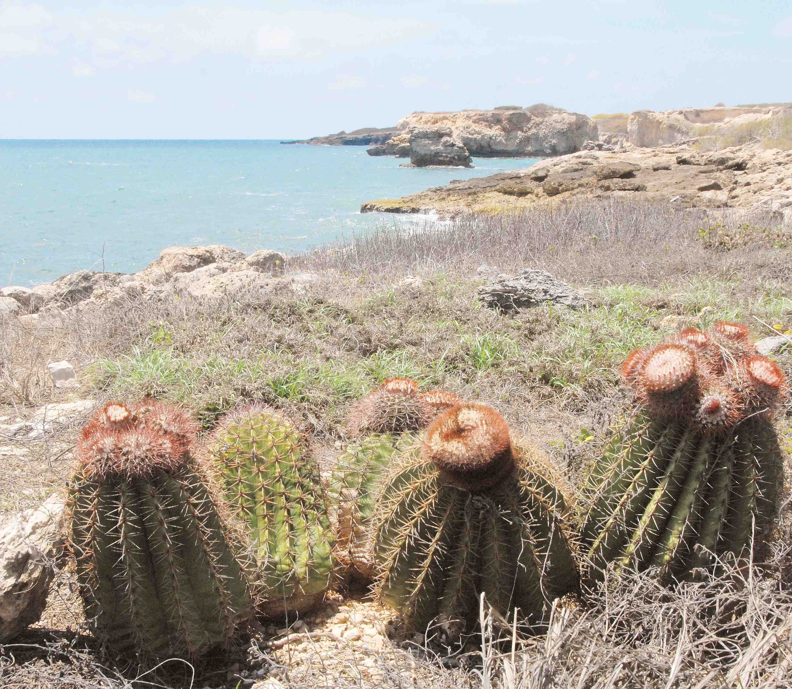 El Bosque Seco de Guánica será el área de investigación donde científicos de todo el mundo analicen en tiempo real los datos que se recopilen en los próximos 30 años. (GFRMedia)