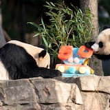 Pandas devoran pastel en aniversario 50 de programa de cría del Smithsonian