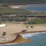 Por primera vez disminuye un 15 % la masa de sargazo en el Atlántico