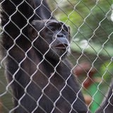 Federales inspeccionarán animales del zoológico de Mayagüez