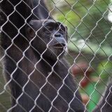 Animales del Zoológico de Mayagüez se irán de la Isla dentro de los próximos seis meses