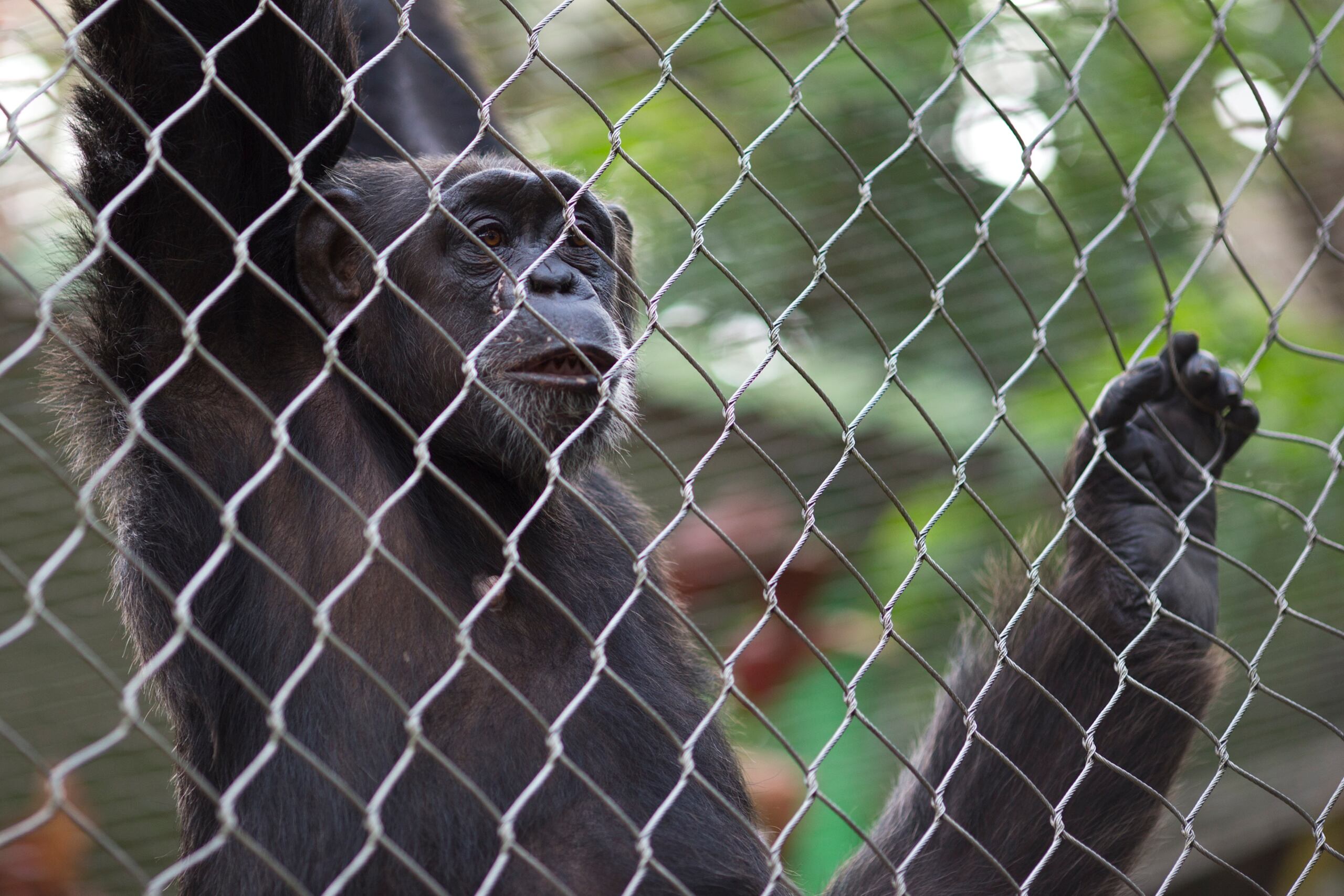 En la imagen, uno de los chimpancés del zoológico.