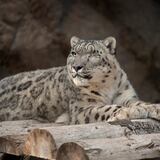 Leopardo no vacunado en Zoológico de San Diego contrae COVID-19