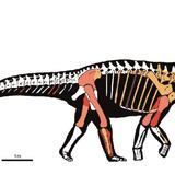 Descubren una nueva especie de dinosaurio que vivió en el Pirineo 