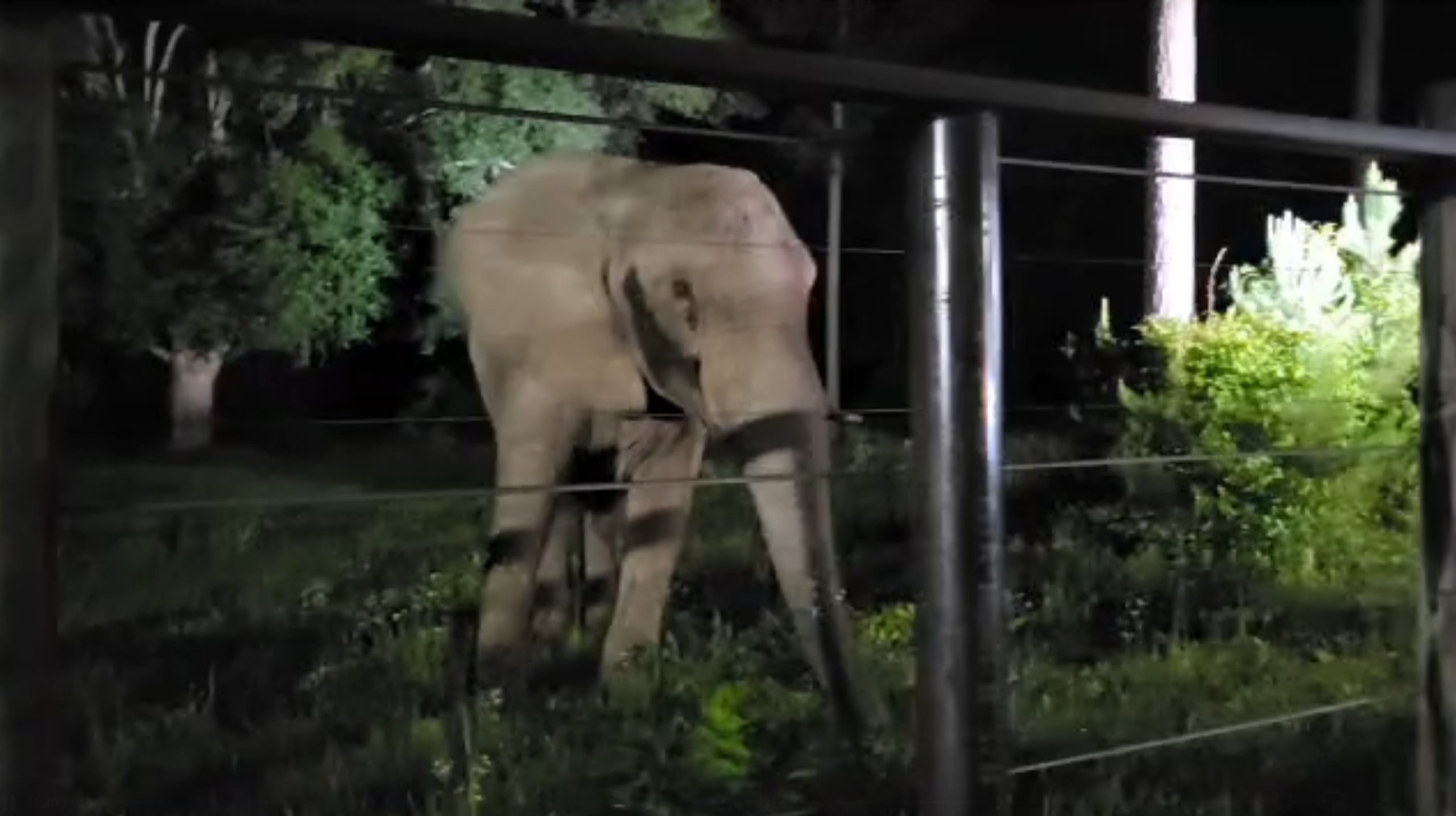 Mundí logró salir de la jaula en la que fue transportada desde el Zoológico de Puerto Rico Dr. Juan Rivero para su nuevo hogar en Attapulgus, Georgia.