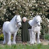 Suspenden carreras de caballos en honor a la reina Isabel II