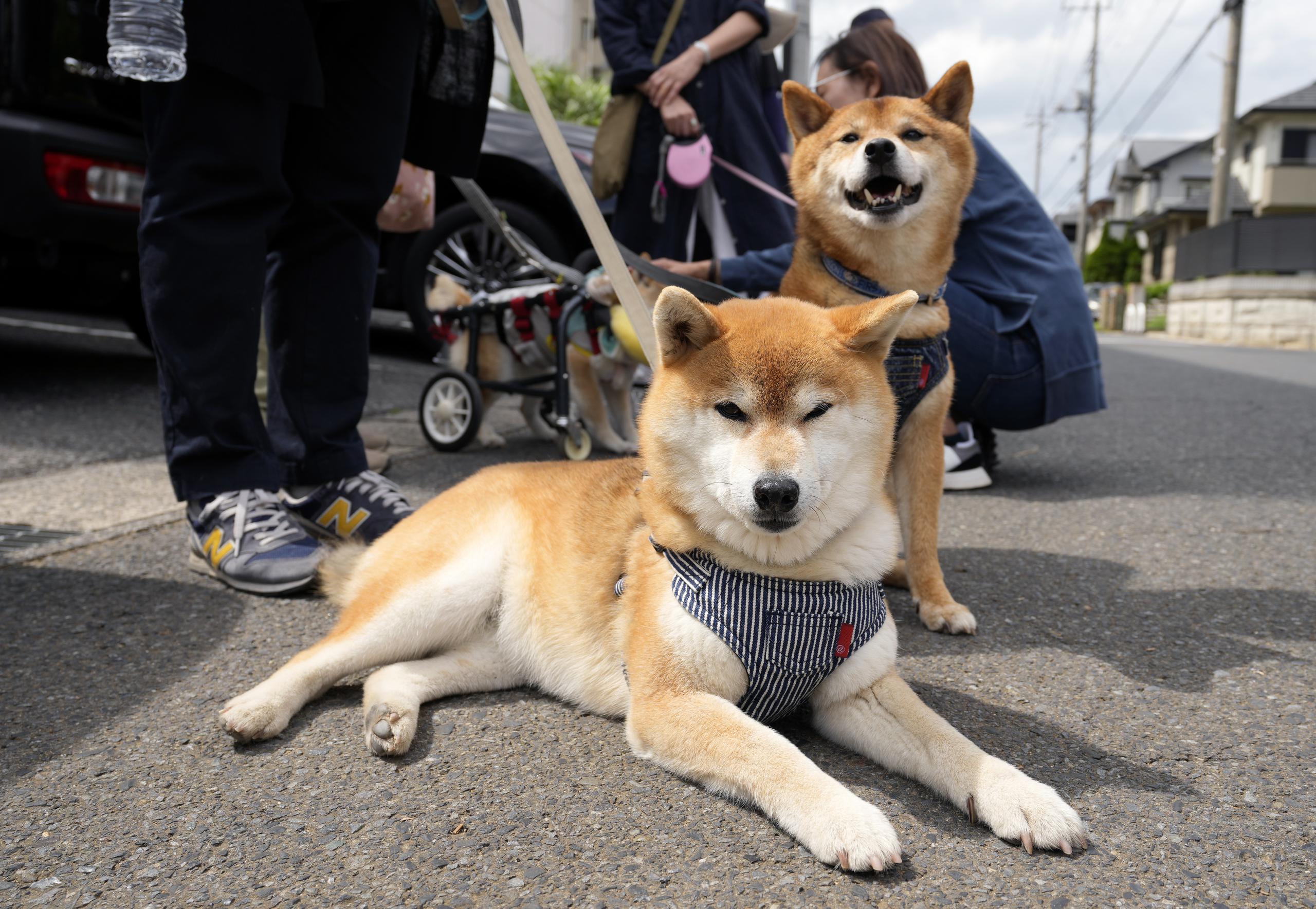 Dos perros shiba inu con sus dueños en la evento de despedida de Kabosu en Chiba, al este de Tokio, el 26 de mayo de 2024.EFE/EPA/FRANCK ROBICHON
