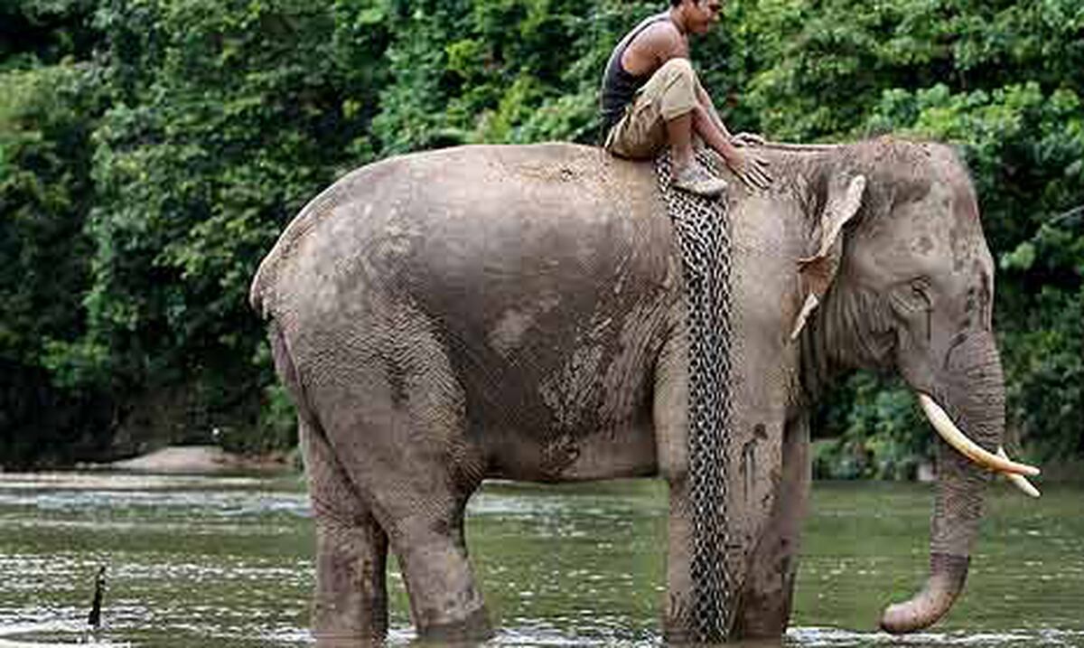 Elefante de Sumatra podría desaparecer en 30 años - Primera Hora