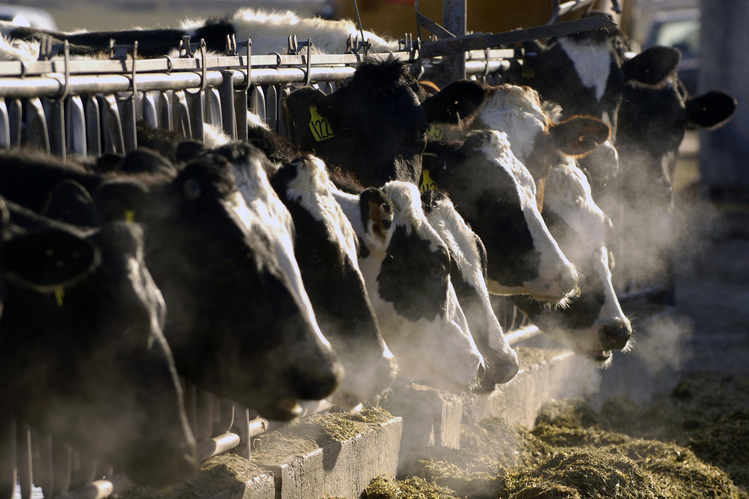 El USDA aseguró que la carne de la vaca contaminada no llegó al suministro alimentario y que aún cuando eso ocurriera, cocinar la carne a una temperatura interna de 165 grados Fahrenheit mata el virus.