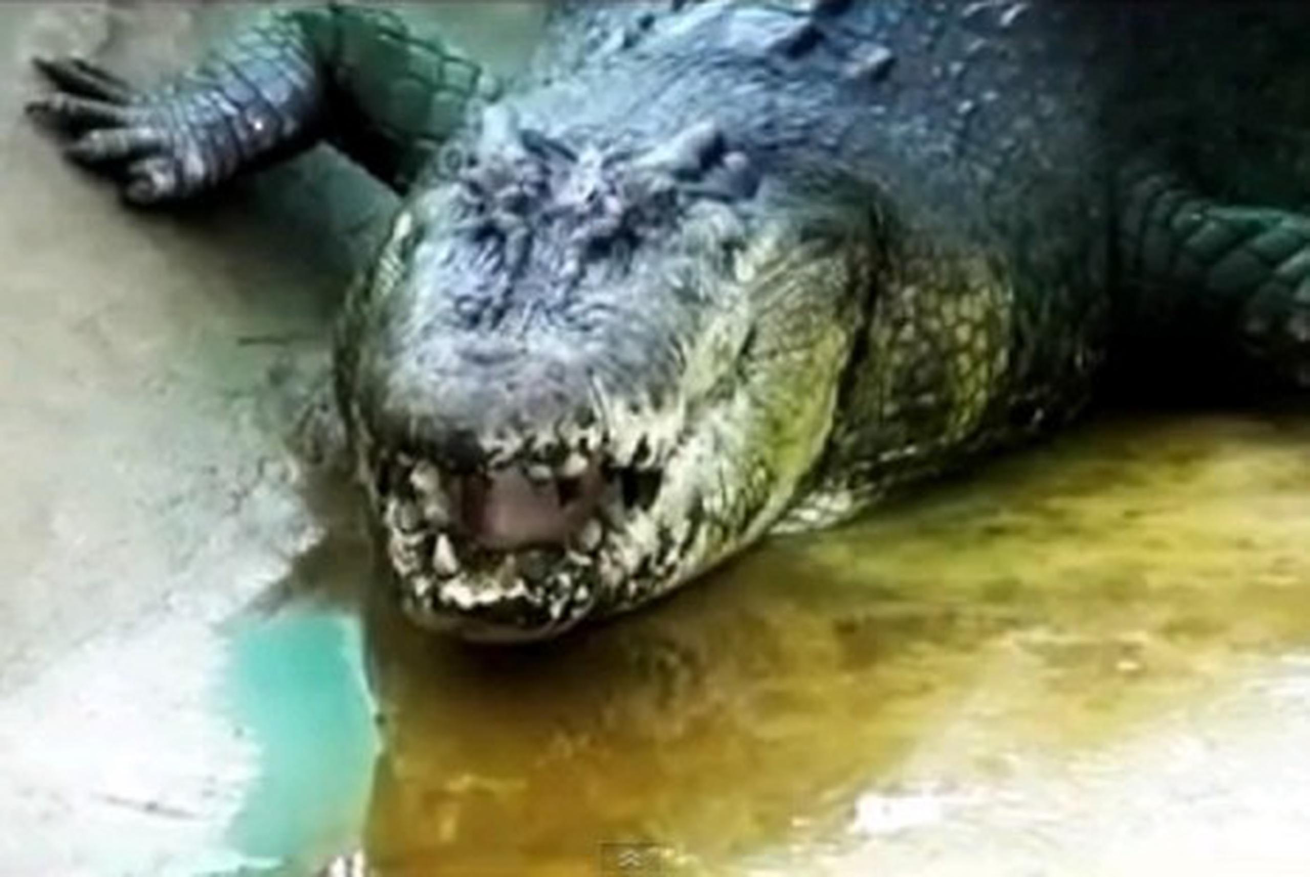 El cocodrilo más grande del mundo en cautiverio está en Filipinas - Primera  Hora