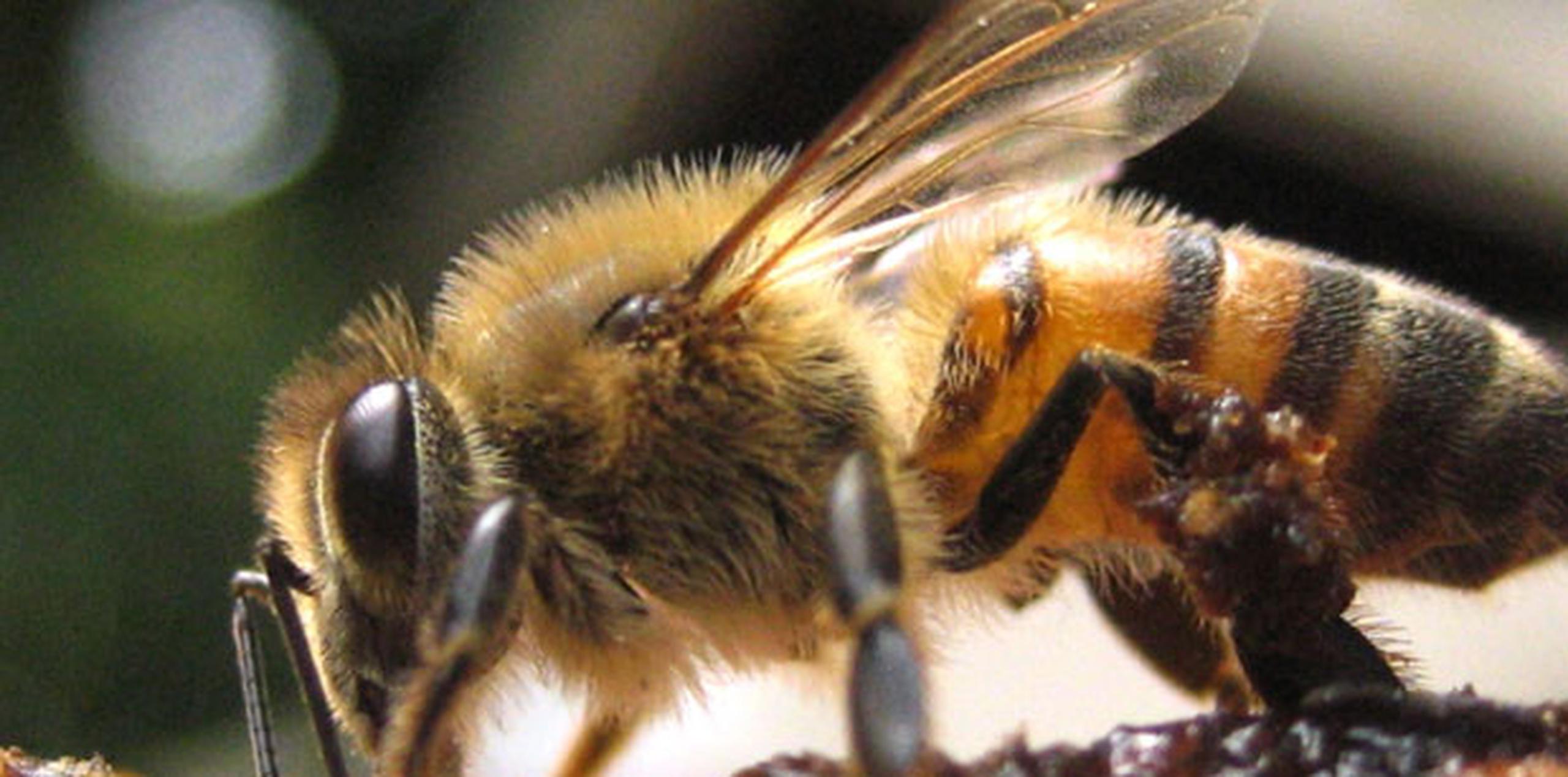 Nuestra abeja es dócil y mercadeable, a juicio de la comunidad científica que la estudia. (Archivo)