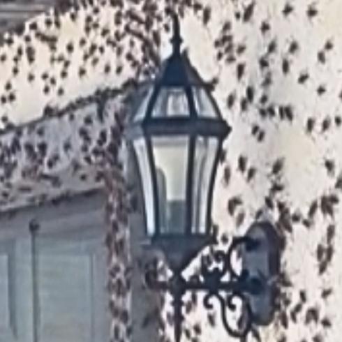 “Es espeluznante": miles de grillos invaden una casa en Estados Unidos