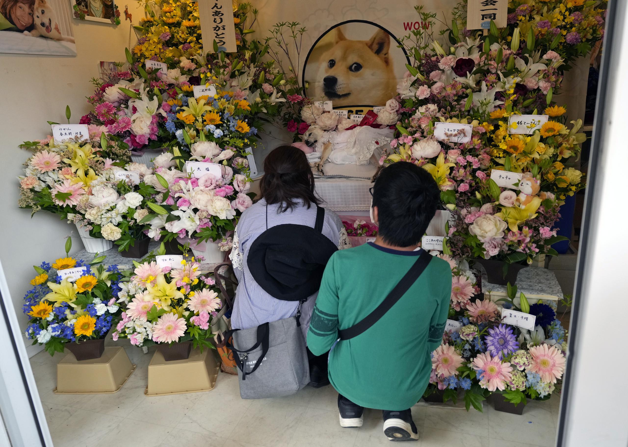 Decenas de personas se despiden con flores de Kabosu, la perra shiba inu que inspiró el meme Doge. EFE/EPA/FRANCK ROBICHON
