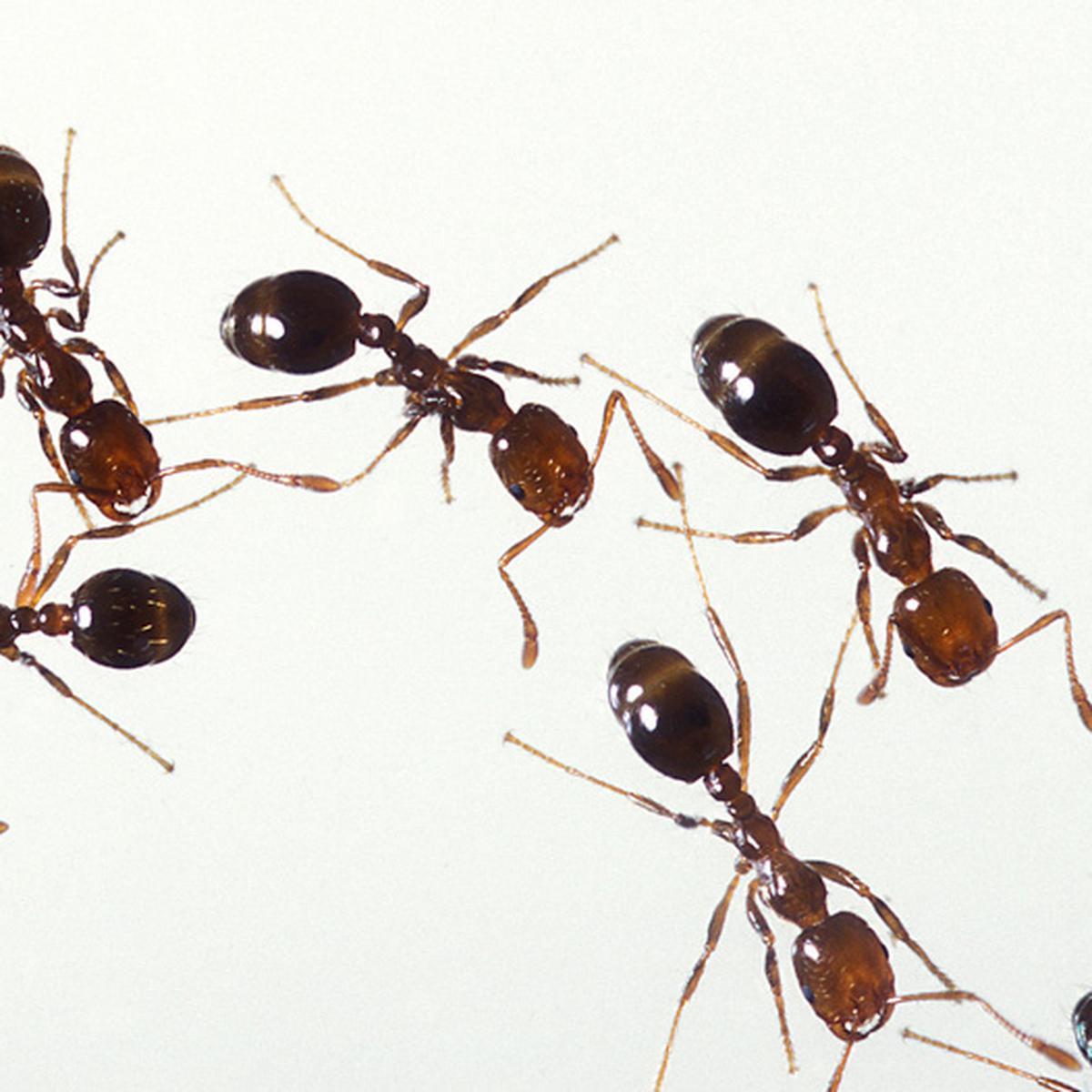 Buenos vecinos – Esto es lo que tienes que saber para dejar de ver a las  hormigas como una amenaza