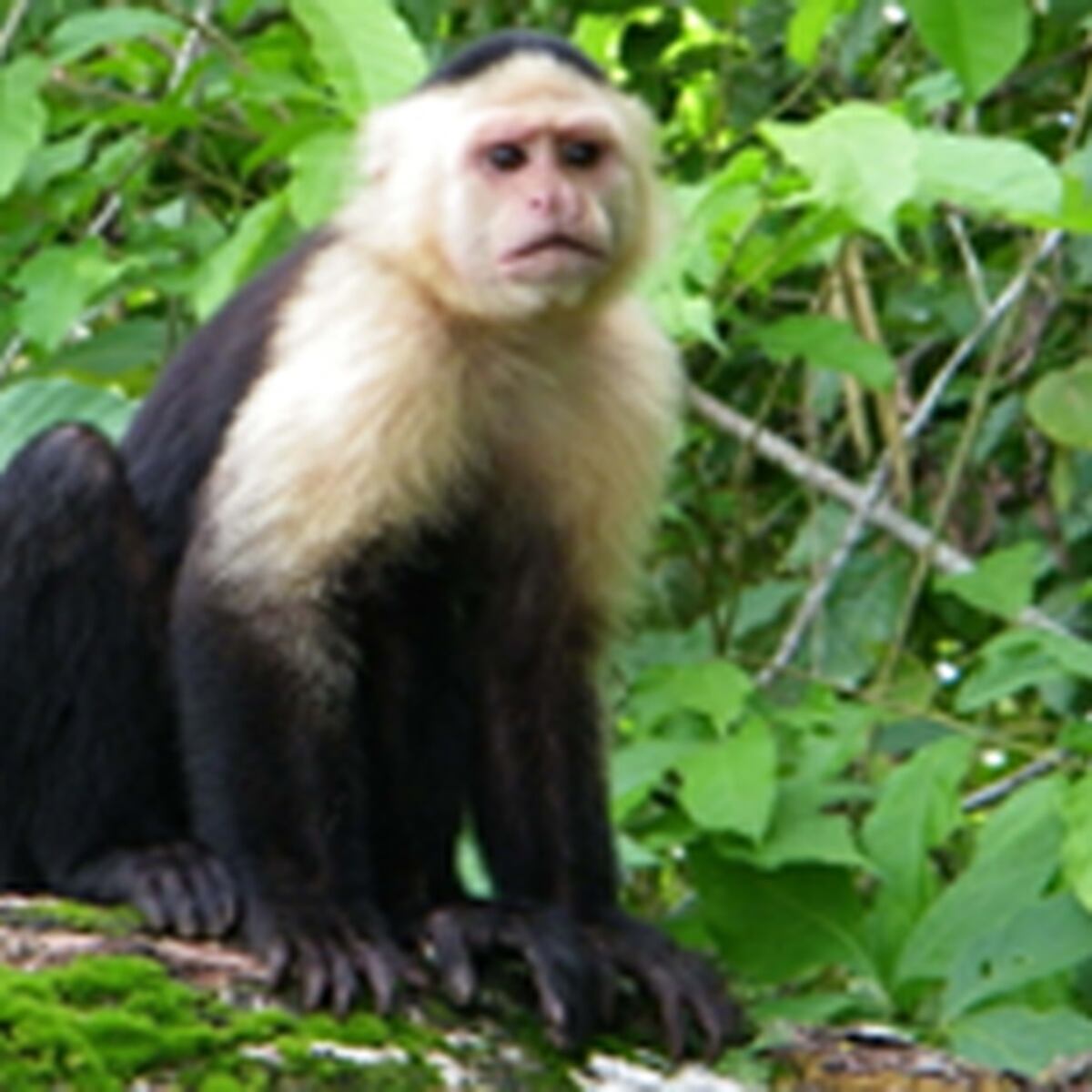 Los Monos Capuchinos Pueden Atacar A Sus Duenos Primera Hora