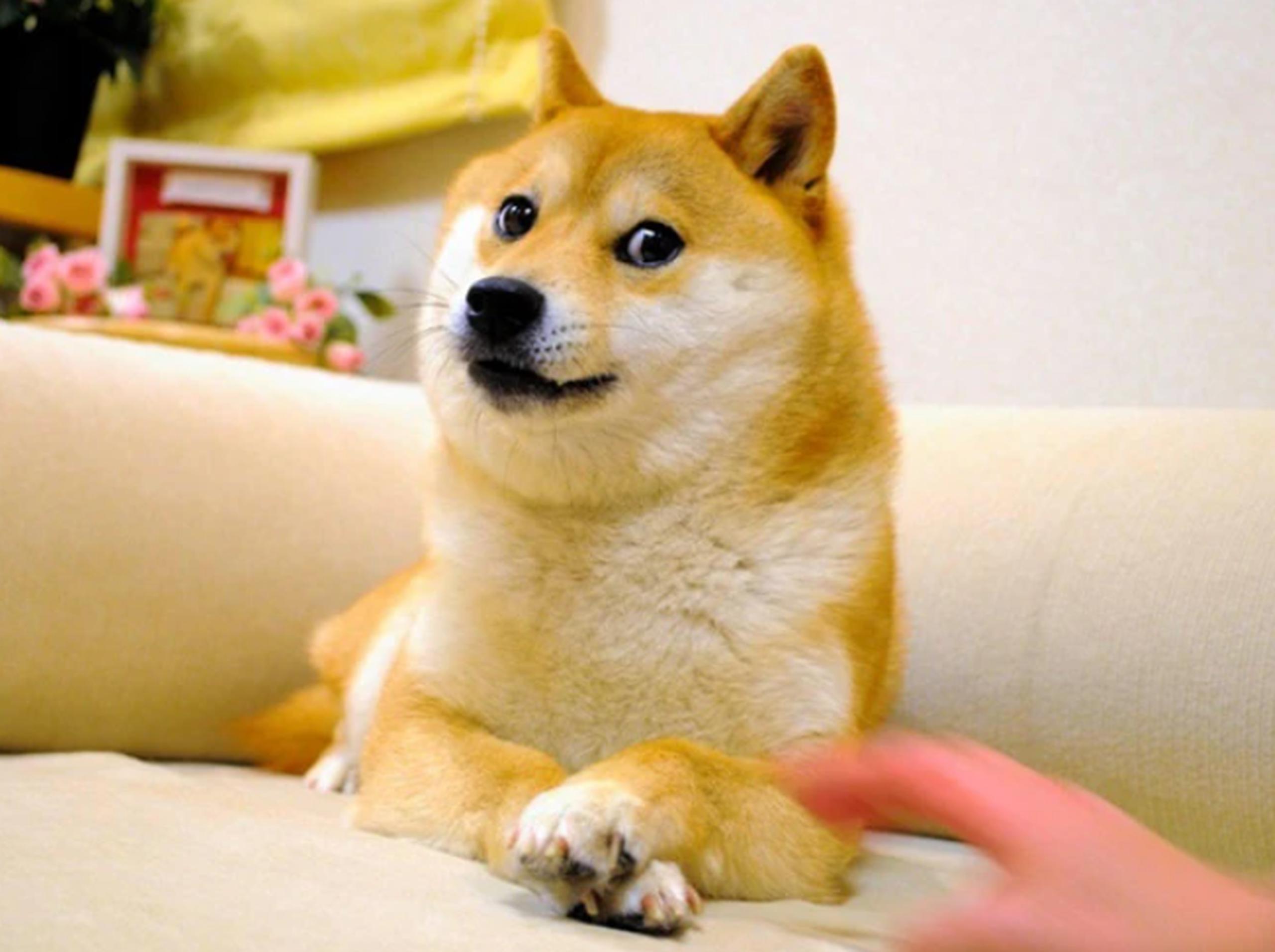 La perrita de raza shiba inu se volvió viral en internet durante la década del 2010 luego que su dueña publicara unas imágenes tras adoptarla.