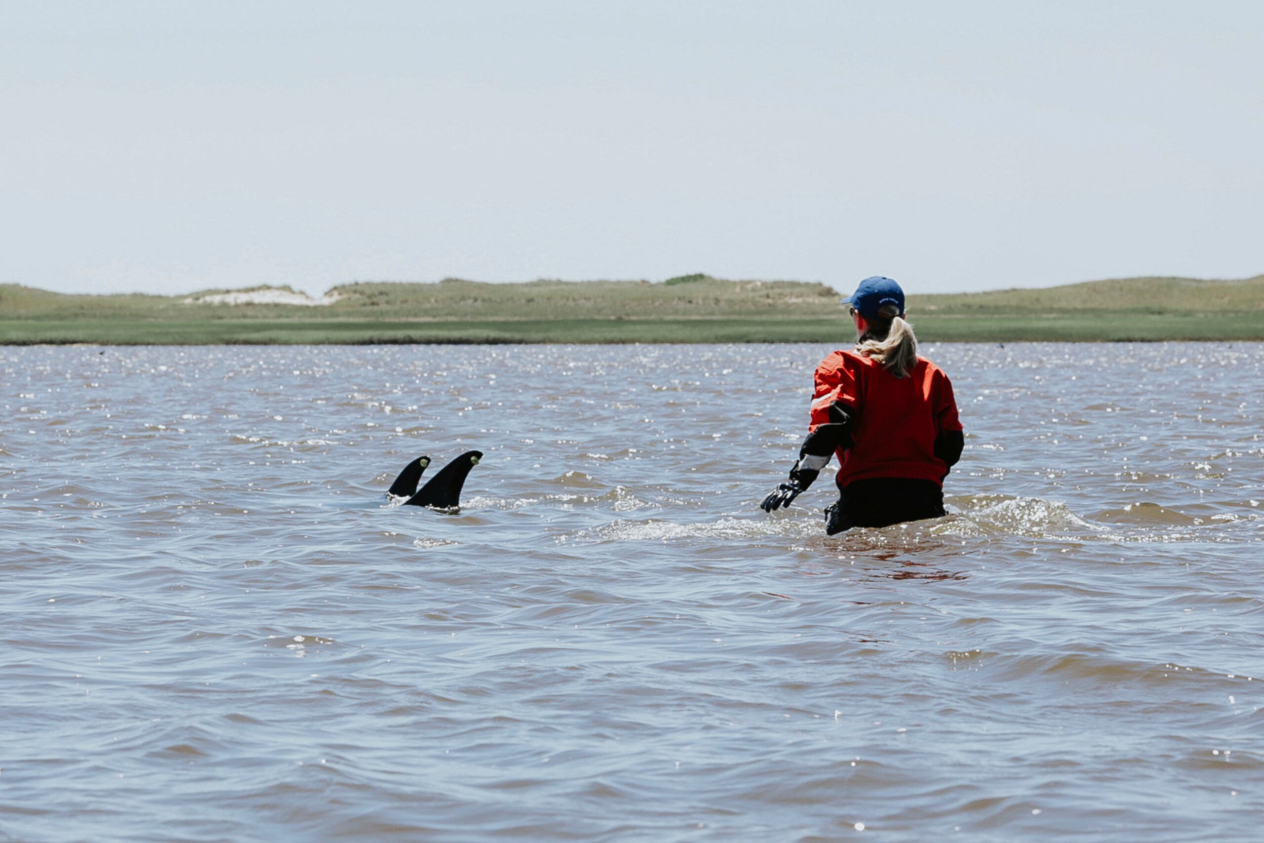 El equipo de la IFAW se encontraba en aguas poco profundas y utilizaba submarinos ultrasonido para llevar a los delfines de regreso a aguas más profundas.