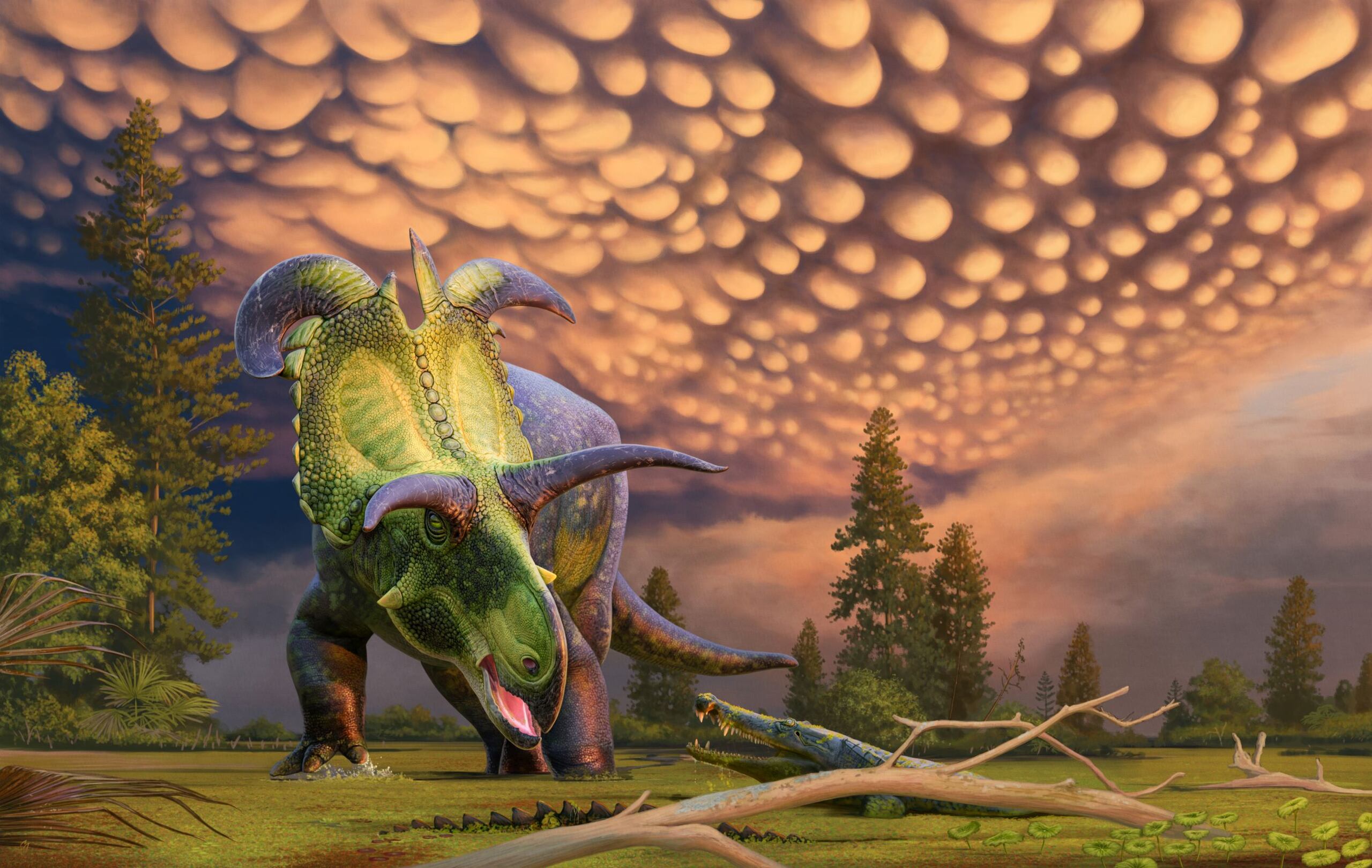 Reconstrucción de 'Lokiceratops' sorprendido por un cocodrilo en los pantanos del norte de Montana, EE.UU. Crédito: © Andrey Atuchin para el Museo de la Evolución en Maribo, Dinamarca. Imagen facilitada por la Universidad de Utah.
