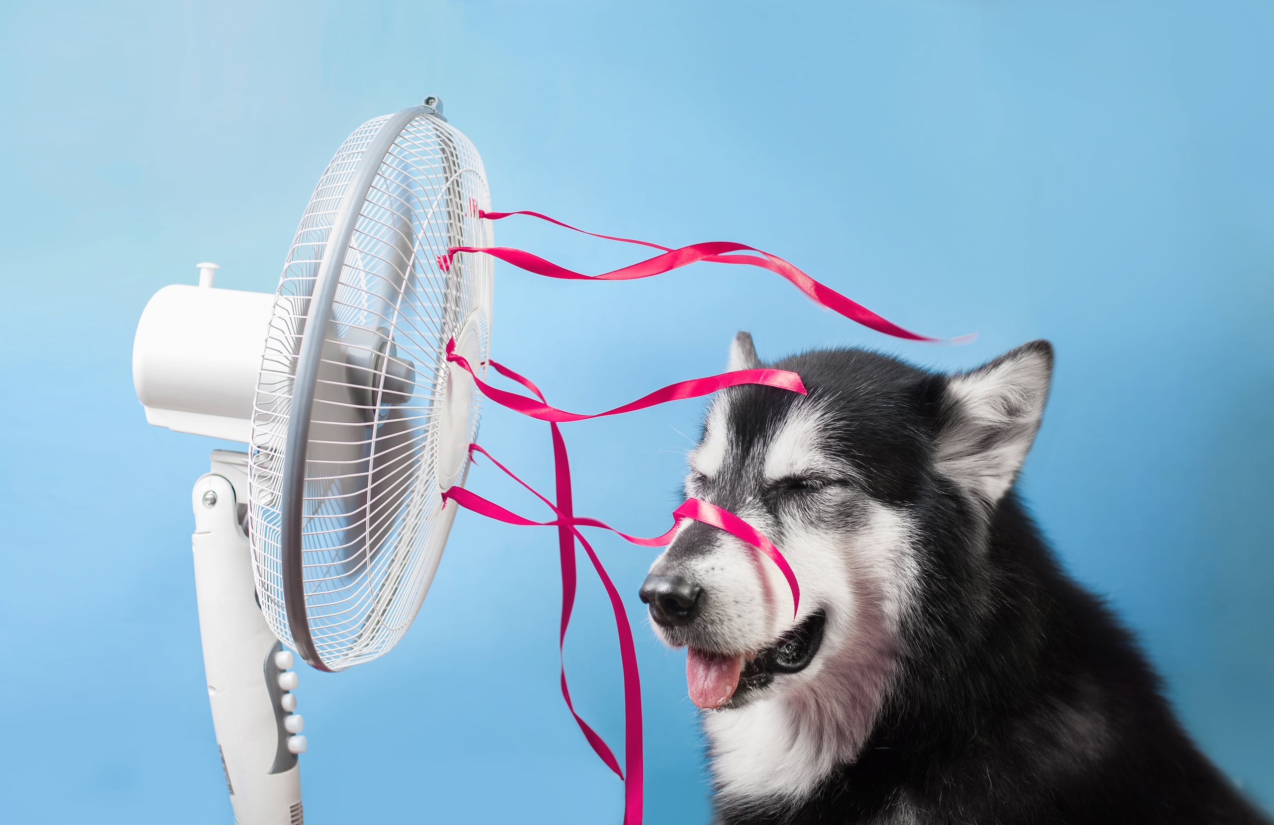 El pelaje de un perro lo aísla del calor, por lo que afeitarlo no es una buena idea.