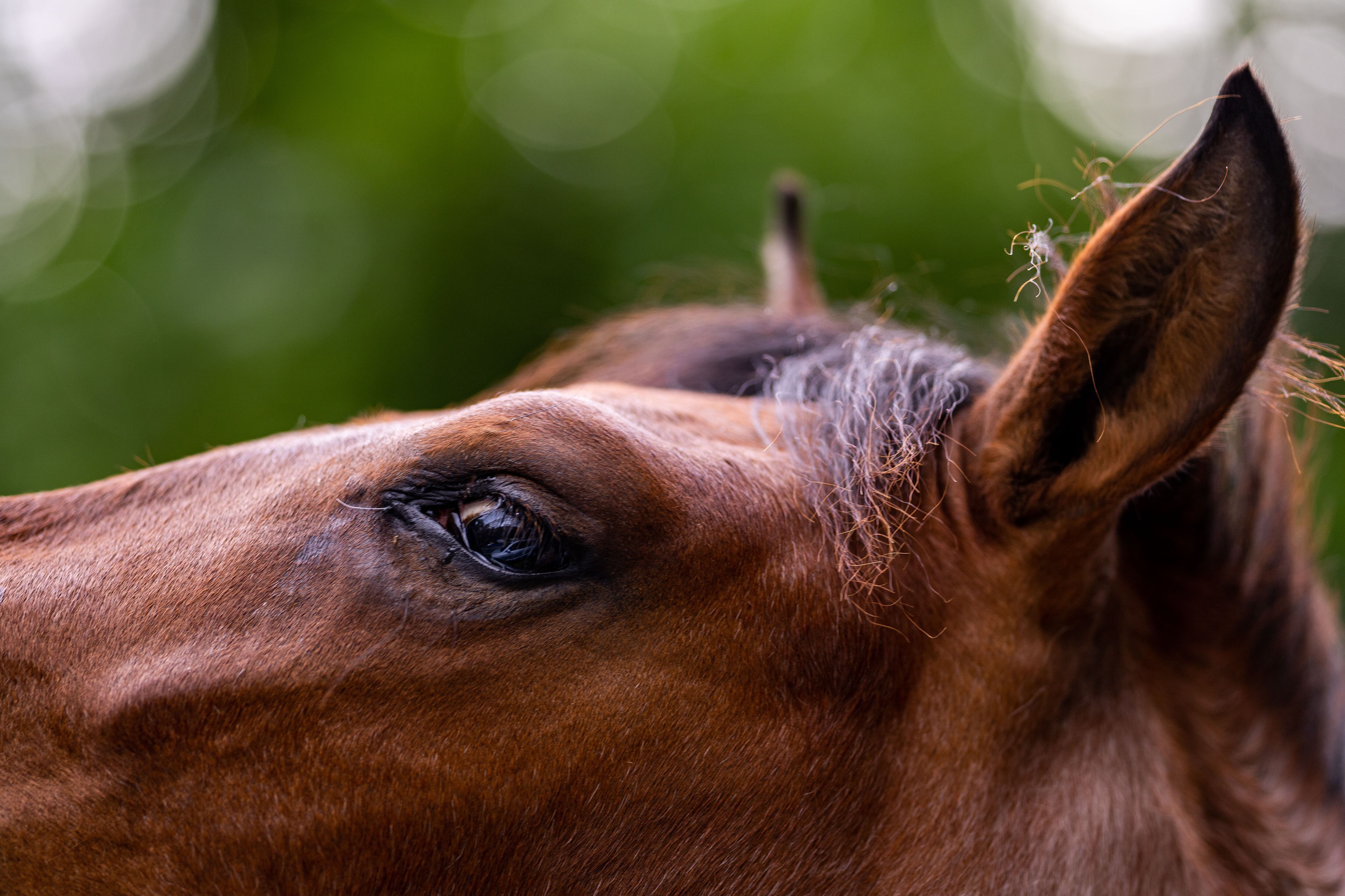 Acusan a hombre por dejar a un caballo sin comida y bajo el sol - Primera  Hora