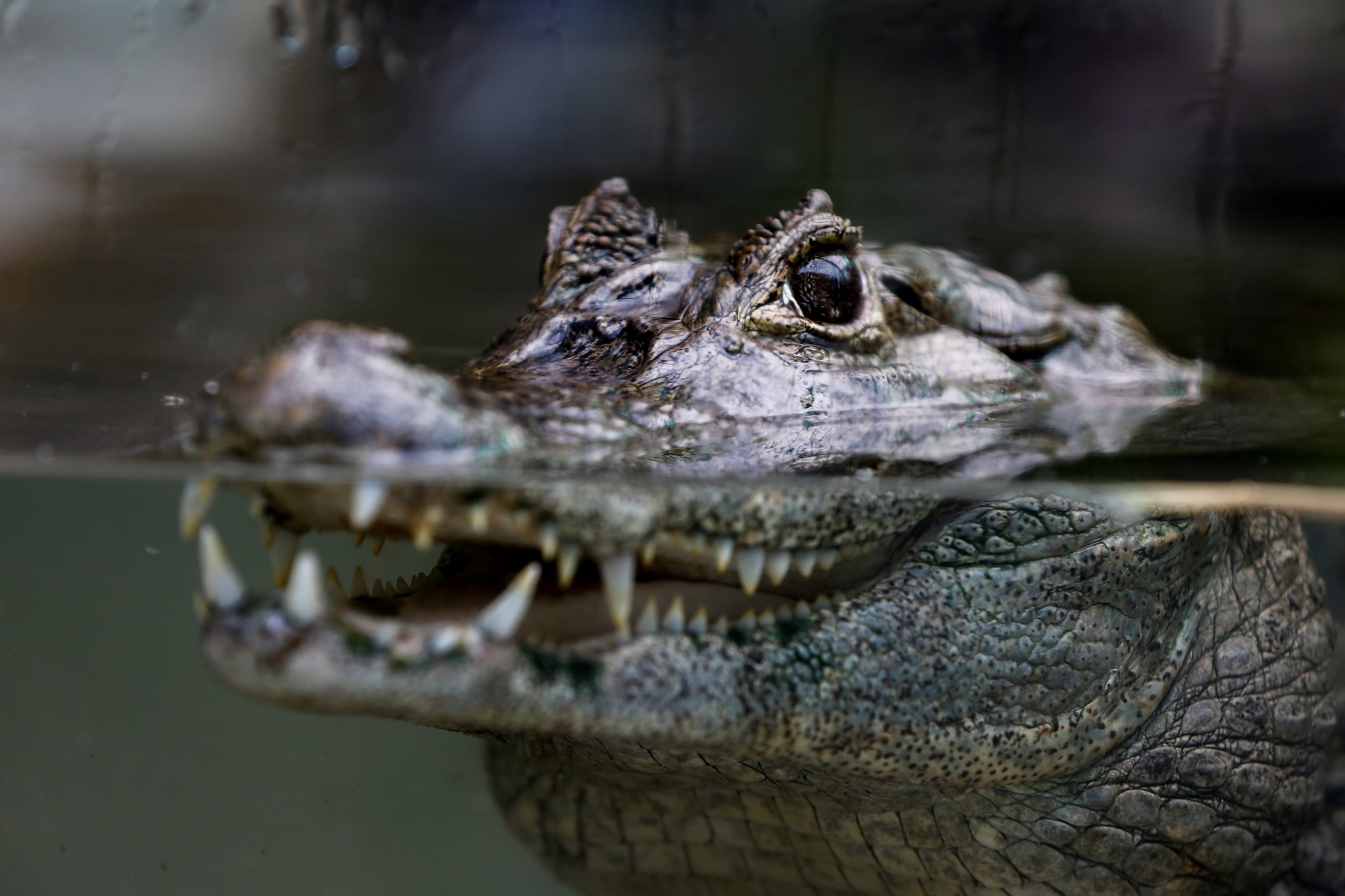 La especie que más abunda es el caiman crocodilus que, a pesar su nombre científico, no es tan agresiva como el cocodrilo.
